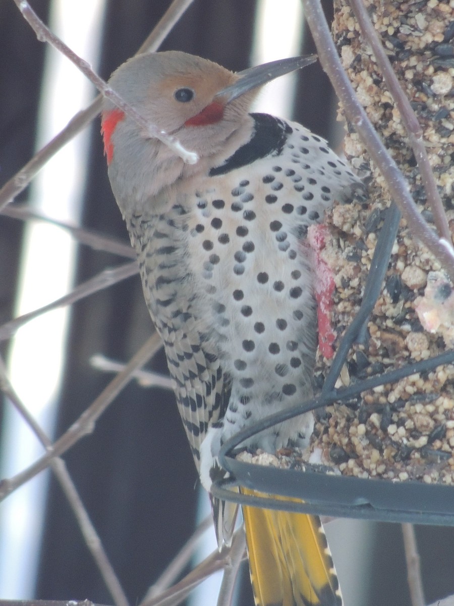 Northern Flicker (Yellow-shafted x Red-shafted) - ML139838411