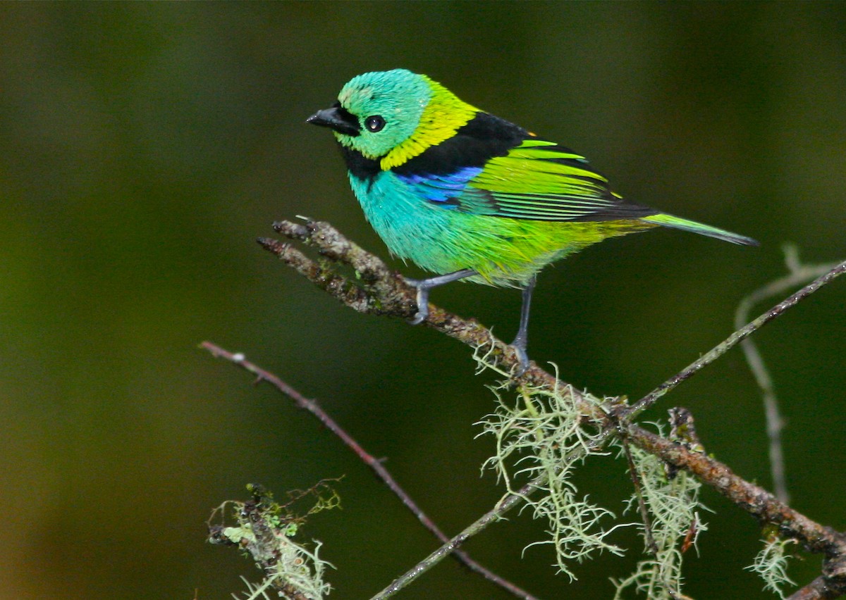 Green-headed Tanager - ML139838521