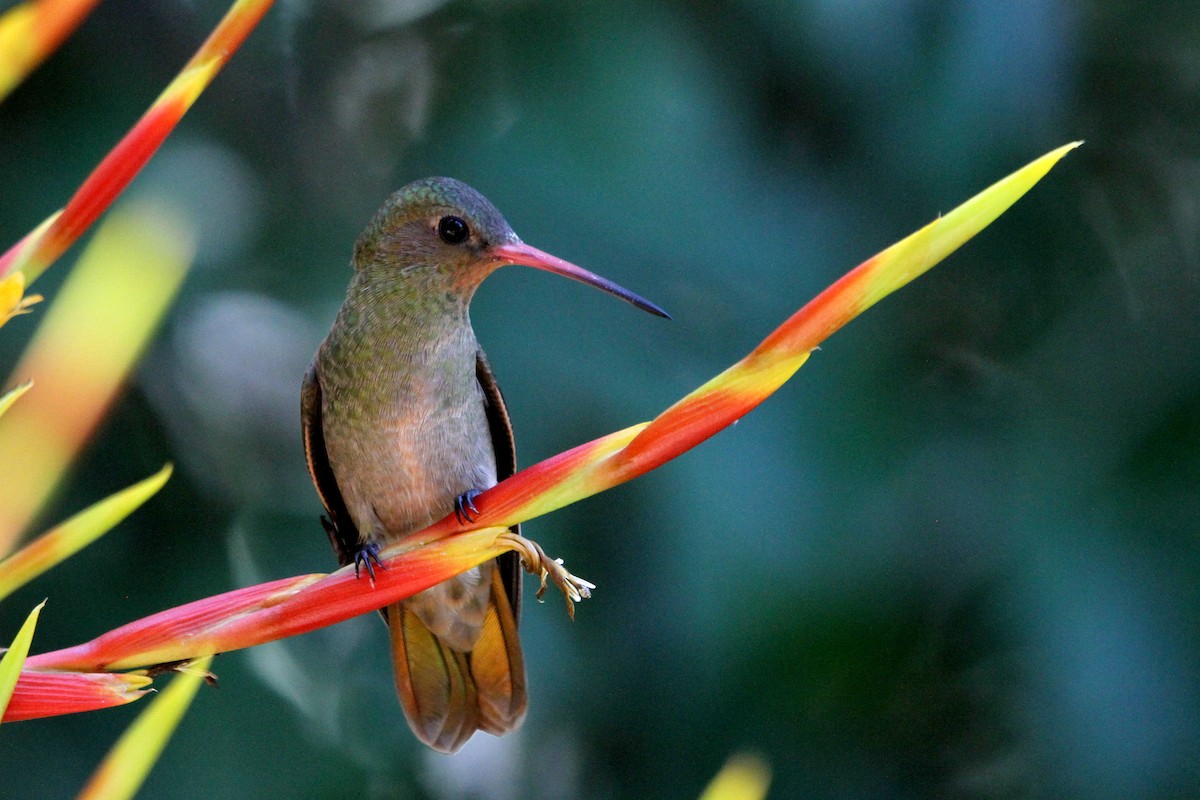 Gilded Hummingbird - Pedro Ayres