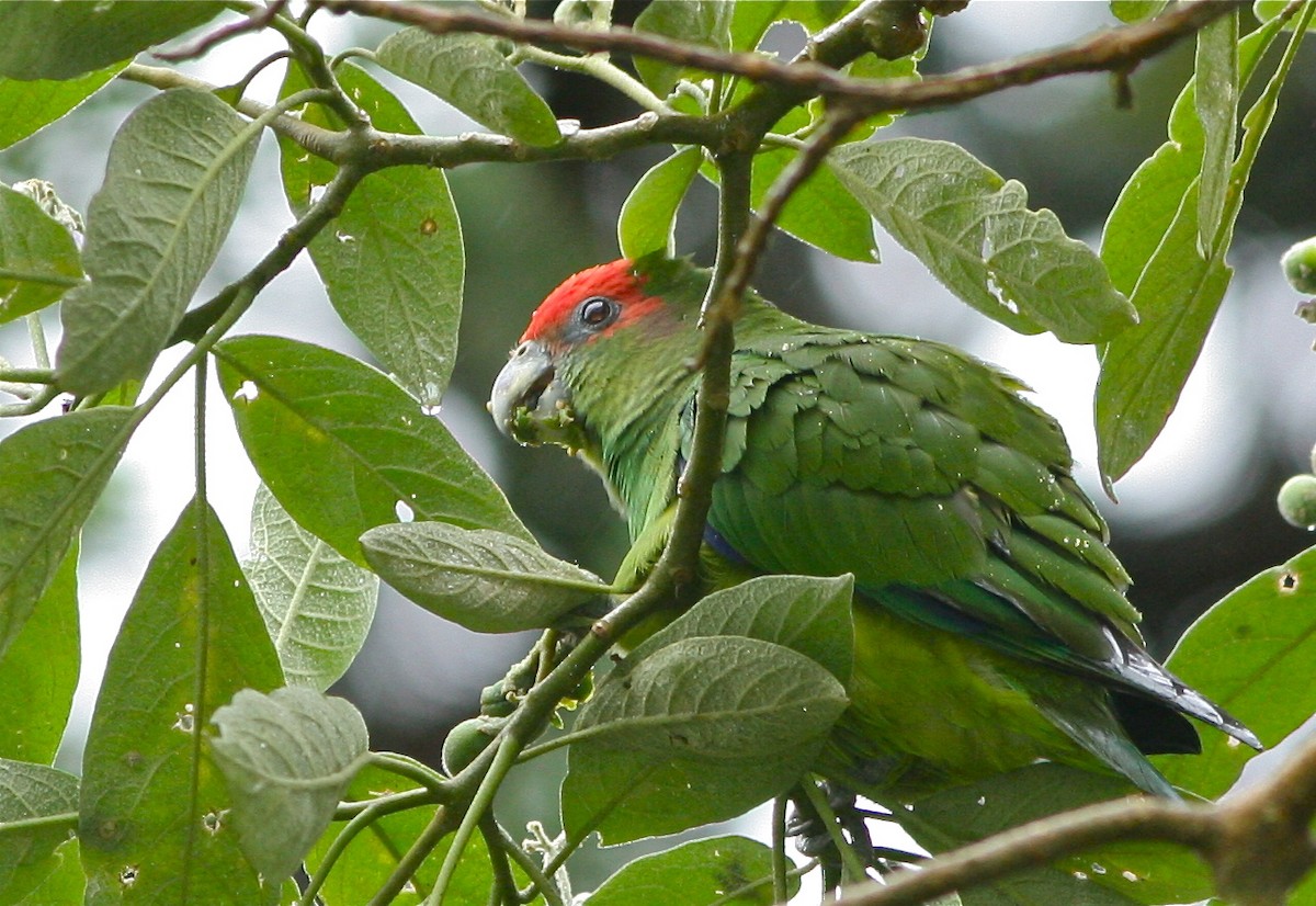 Pileated Parrot - ML139839681