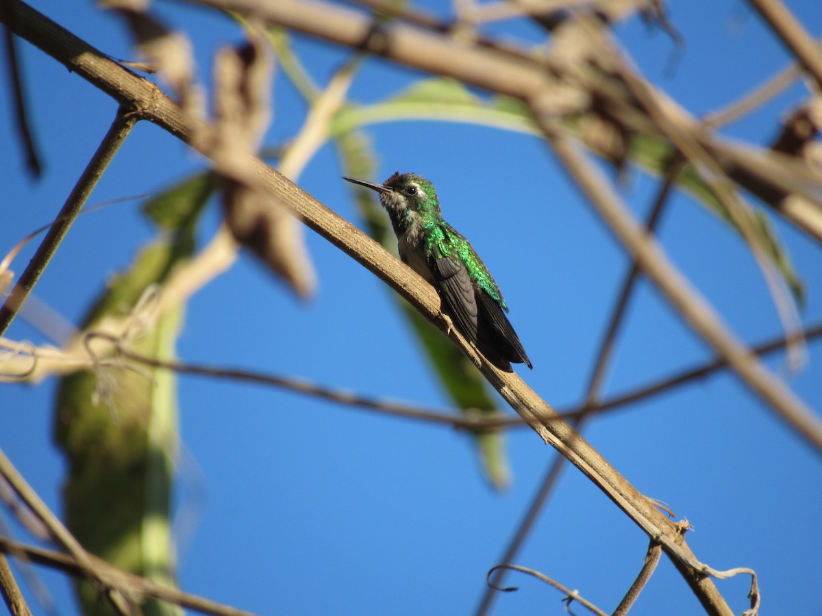 Canivet's Emerald - ML139839771