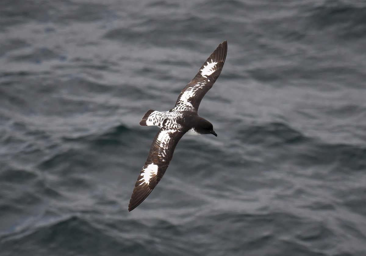 Cape Petrel - Michael Schrimpf