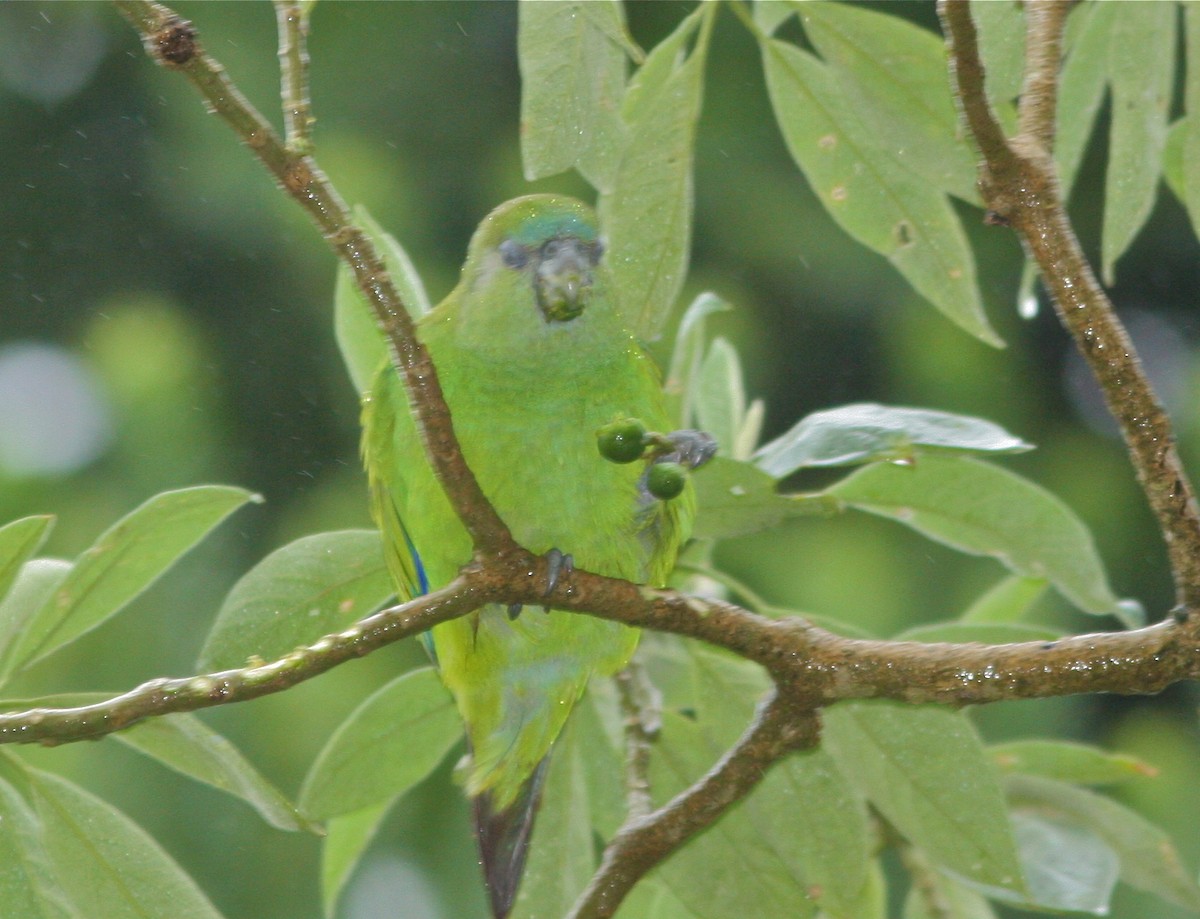 Pileated Parrot - ML139839911