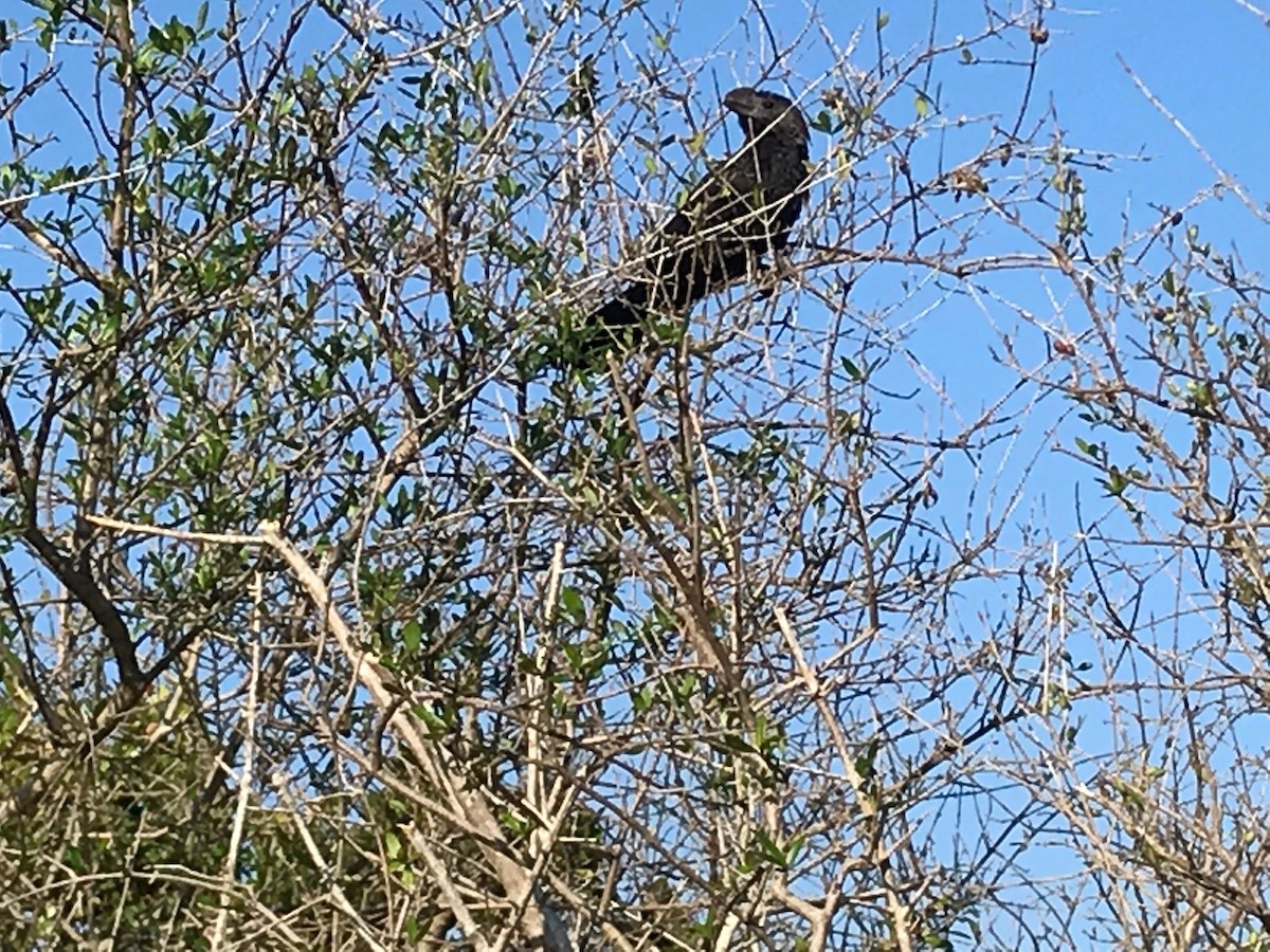 Smooth-billed Ani - ML139840141