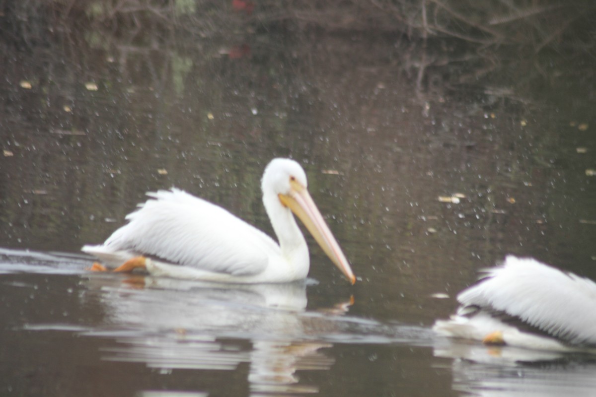 American White Pelican - ML139841191
