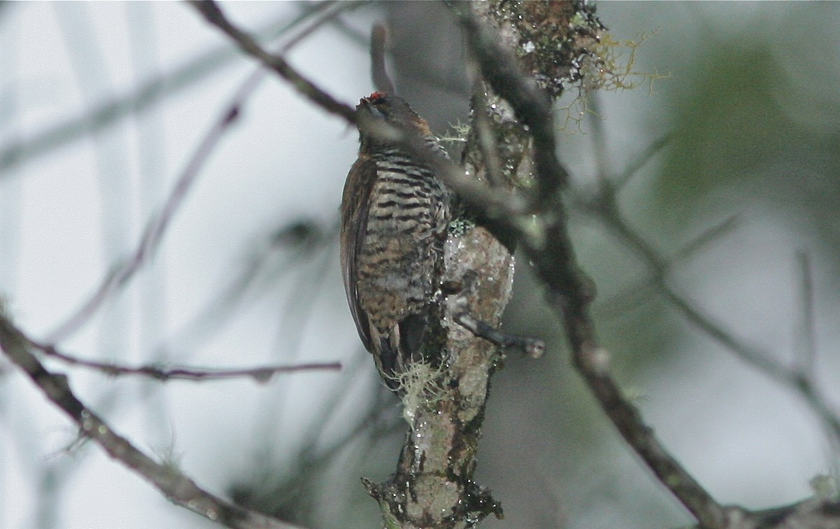 Ochre-collared Piculet - ML139841771