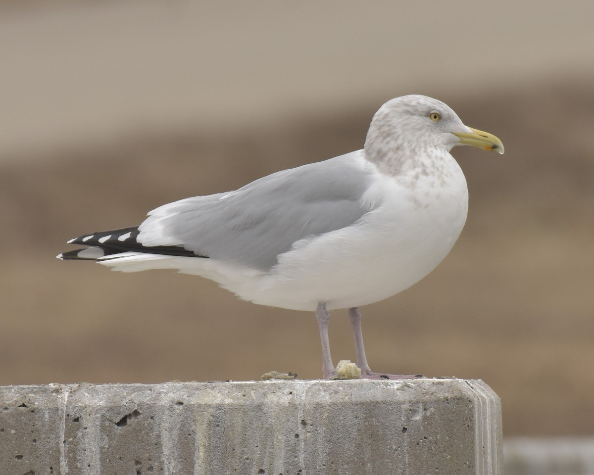 Goéland argenté (smithsonianus) - ML139842771