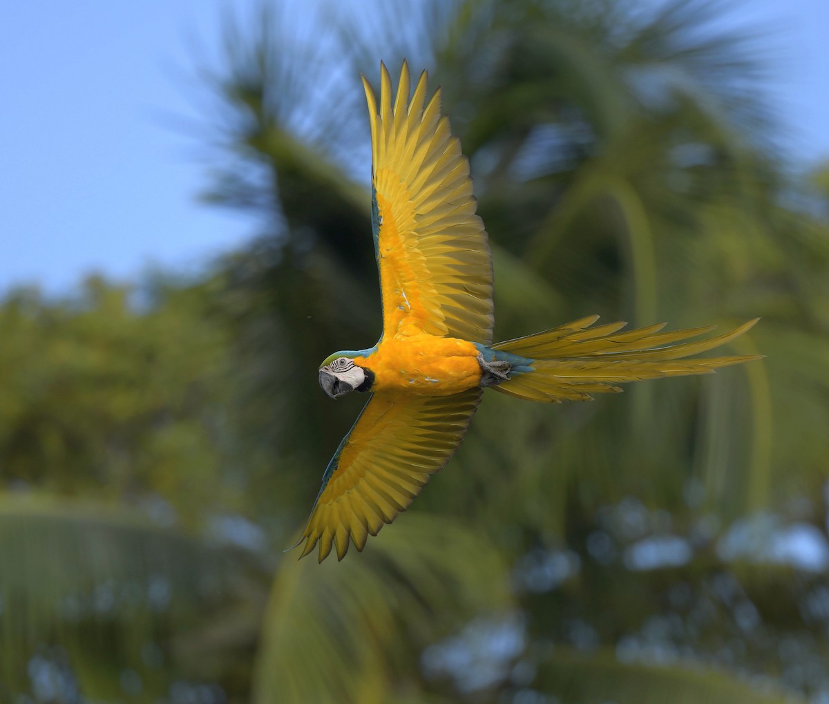 Blue-and-yellow Macaw - Paul Arneson