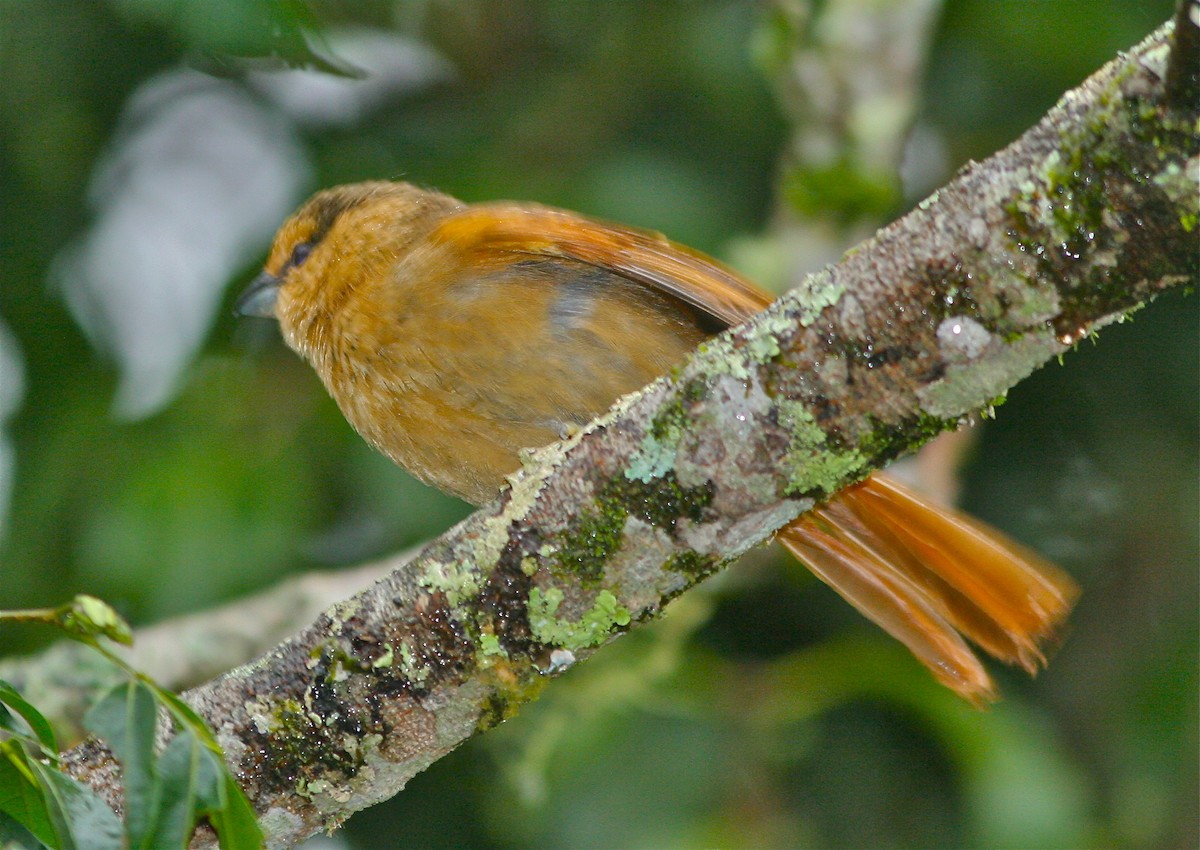 Brown Tanager - ML139843141