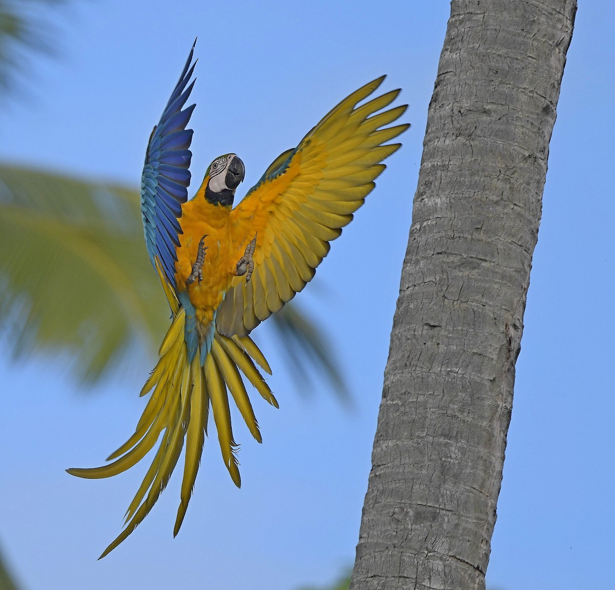 Blue-and-yellow Macaw - Paul Arneson