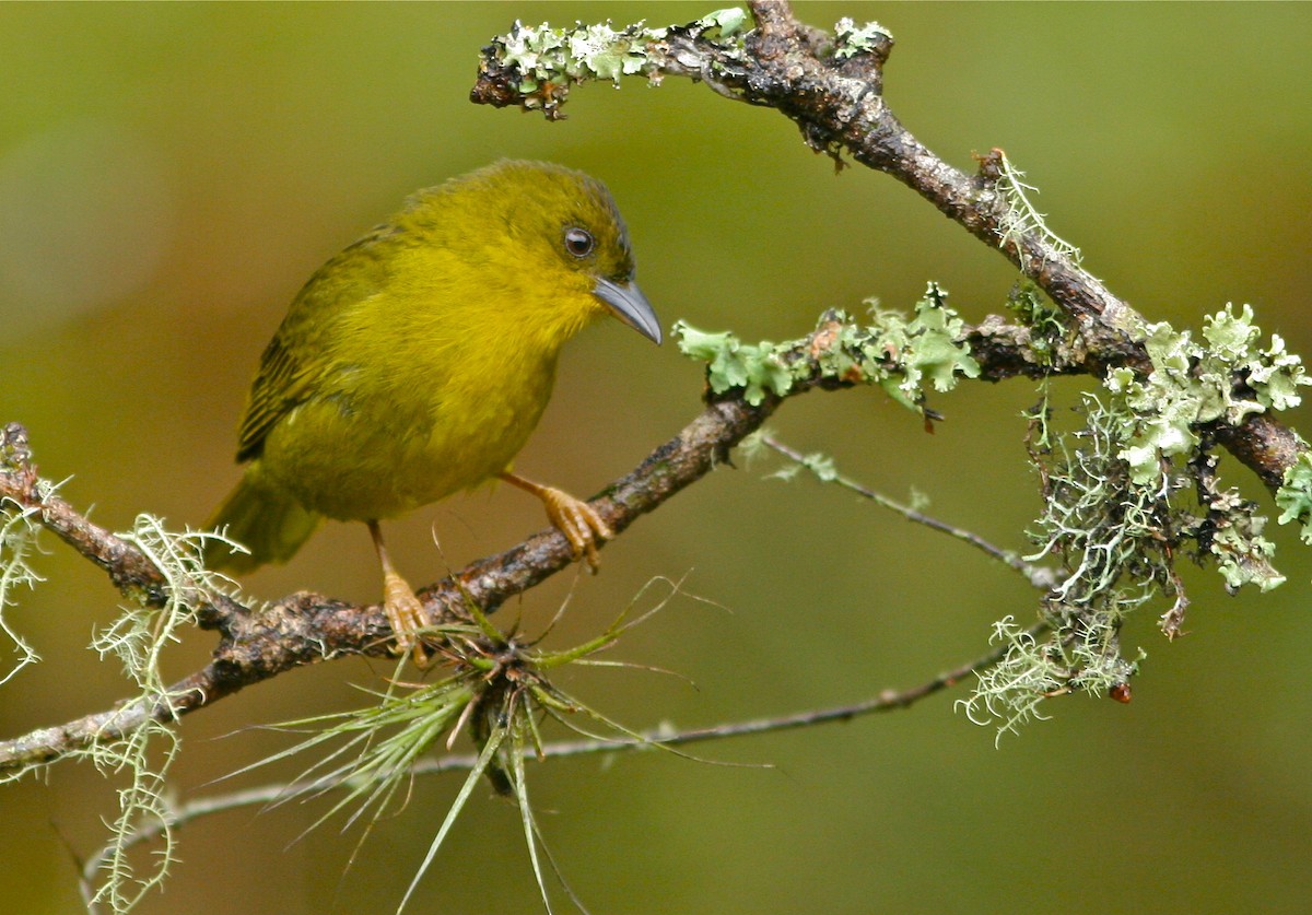 Olive-green Tanager - ML139843501