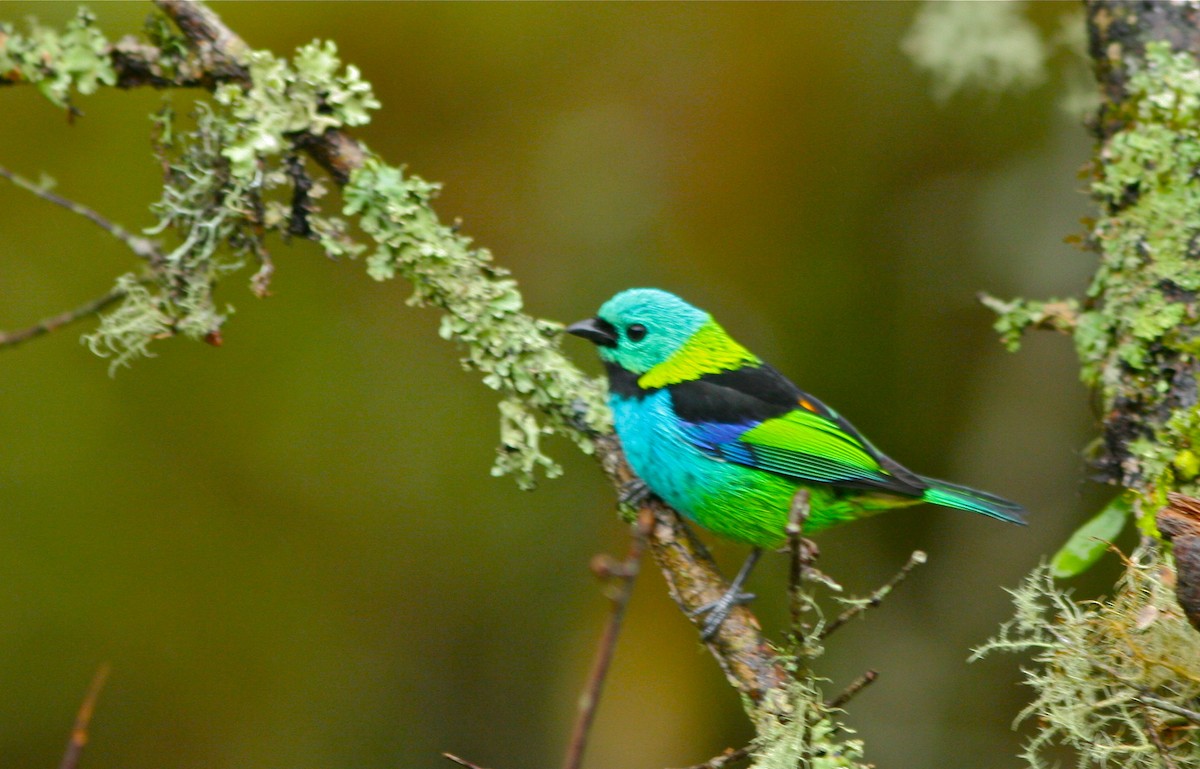 Green-headed Tanager - ML139843691