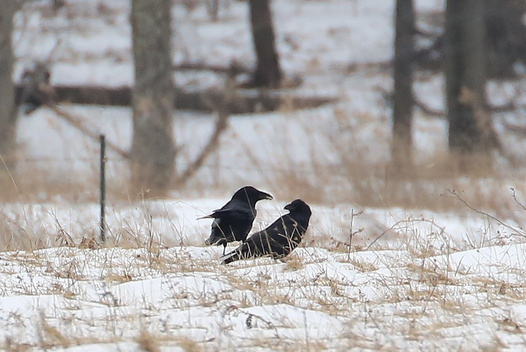 Common Raven - ML139845371