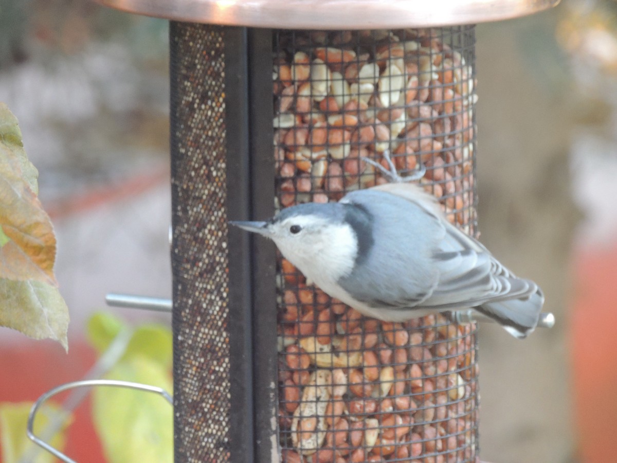 White-breasted Nuthatch - ML139846951
