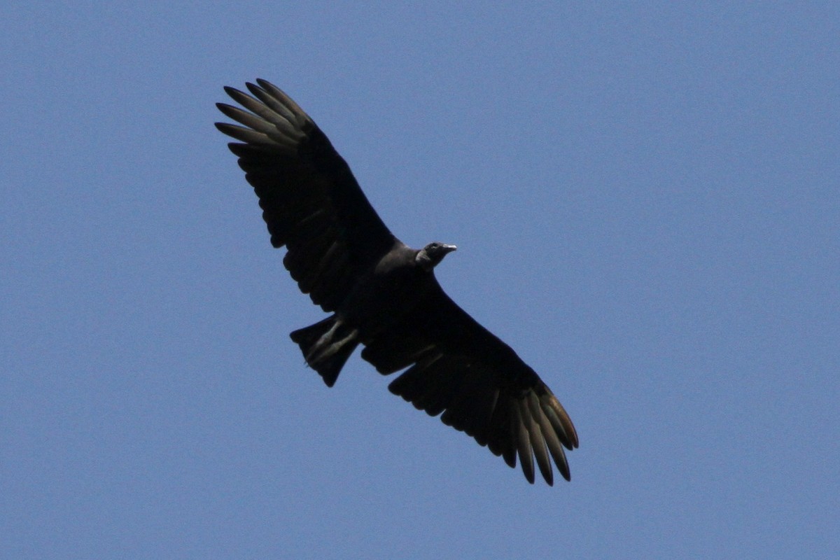 Black Vulture - ML139847651