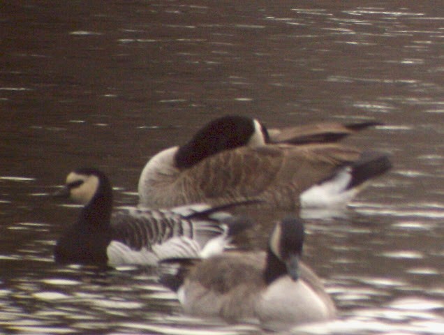 Barnacle Goose - ML139848191