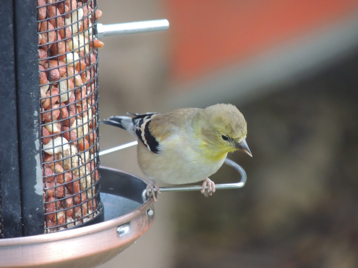 American Goldfinch - ML139848261