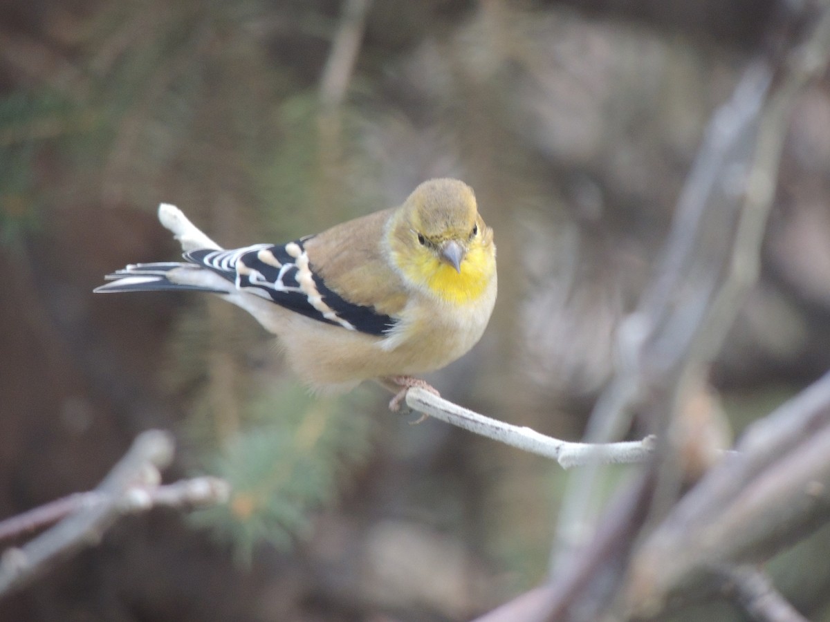 American Goldfinch - ML139848911