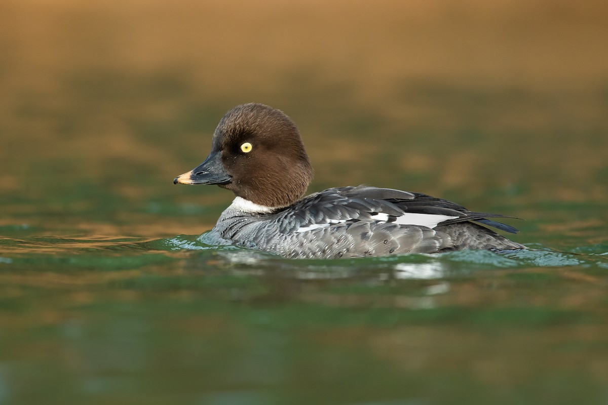 Common Goldeneye - Dorian Anderson