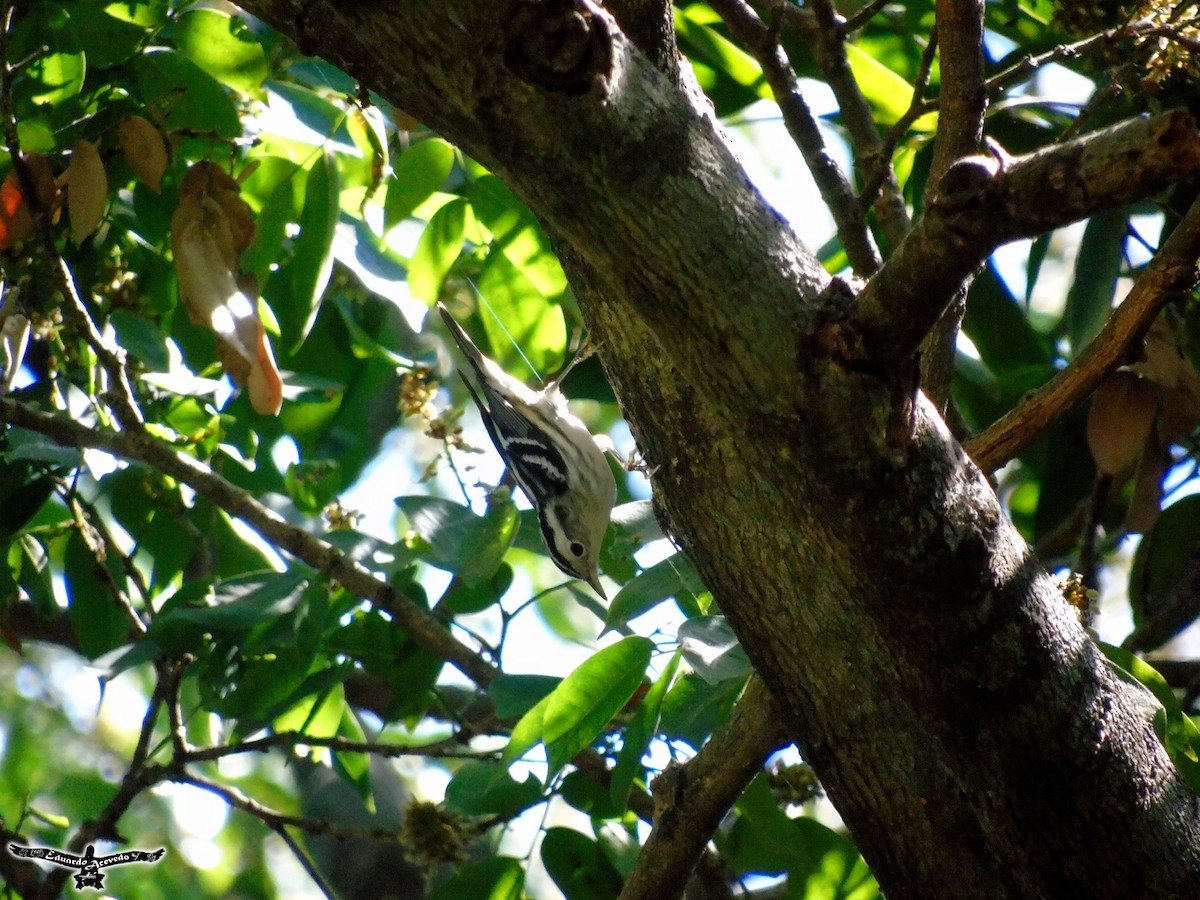 Black-and-white Warbler - ML139849501