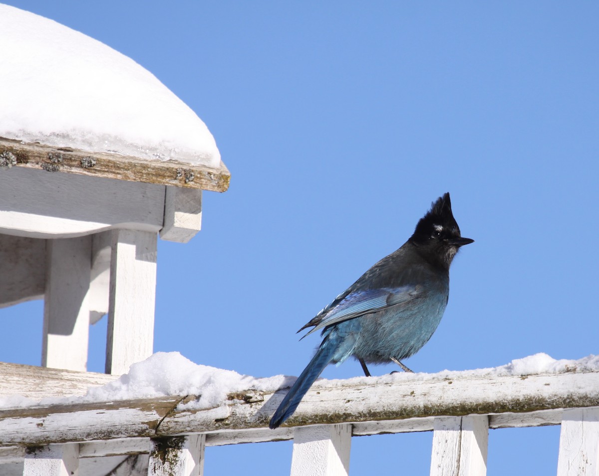 Steller's Jay - ML139854401