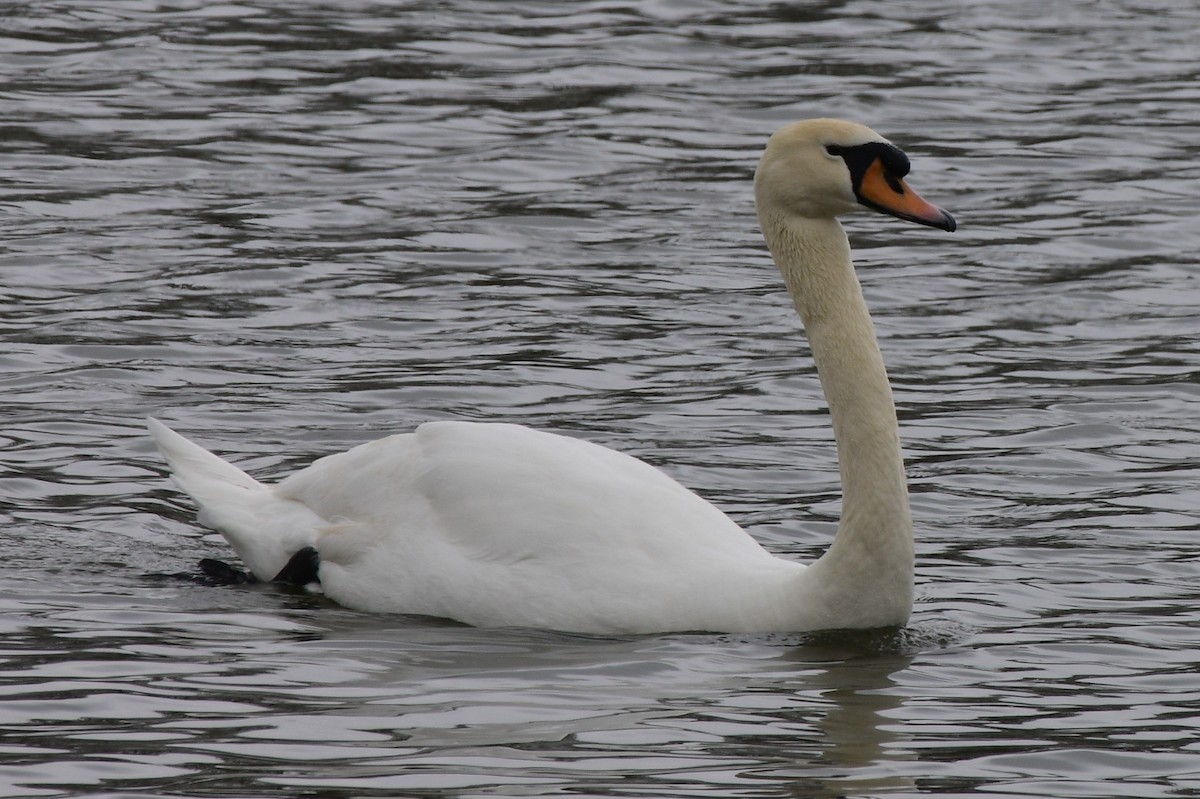 Mute Swan - Dawn Abbott