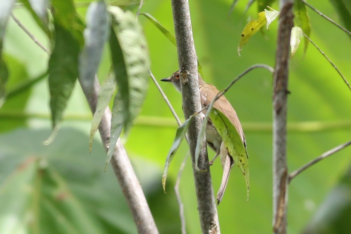 Spectacled Bulbul - ML139859061