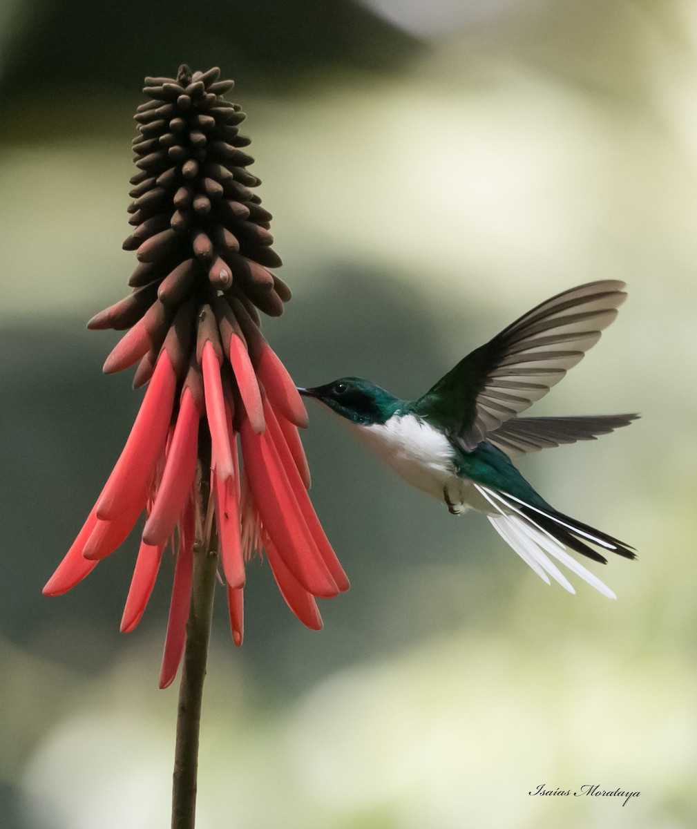 kolibřík purpurovohlavý - ML139859211