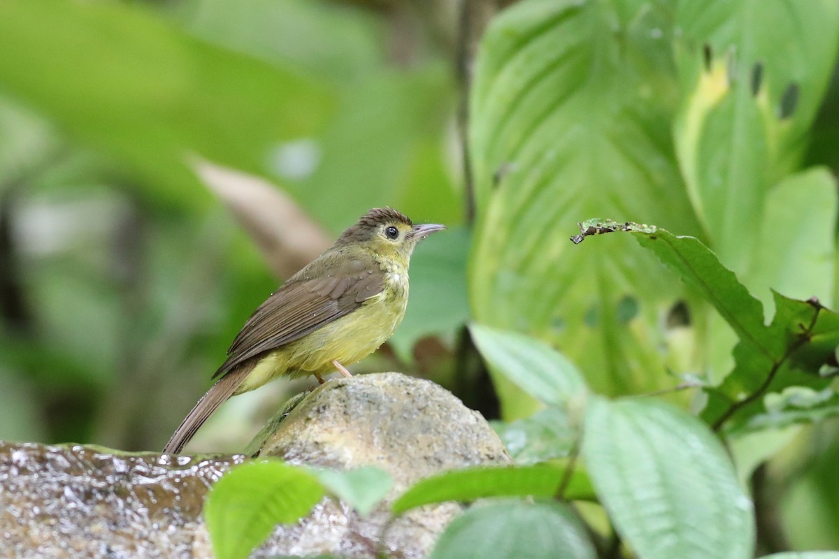 Hairy-backed Bulbul - ML139859241