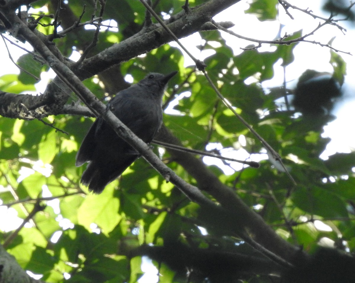 Ashy Antwren - Daniel Lane