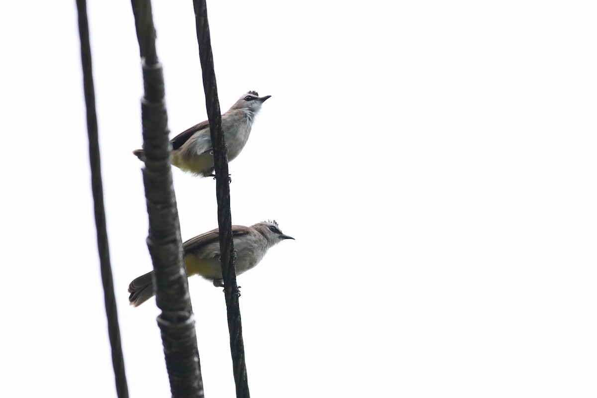 Yellow-vented Bulbul - ML139859481