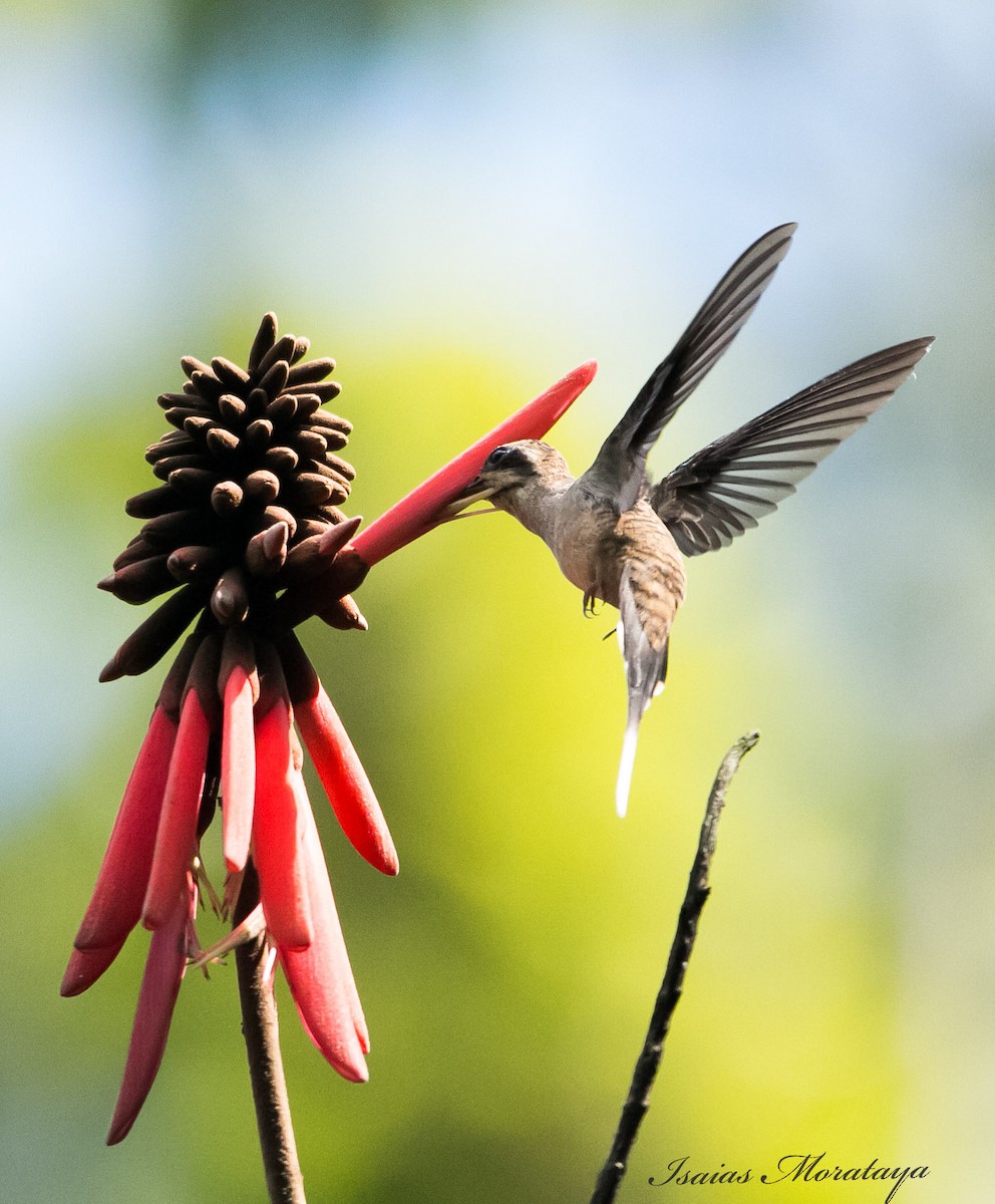 Long-billed Hermit - ML139859561