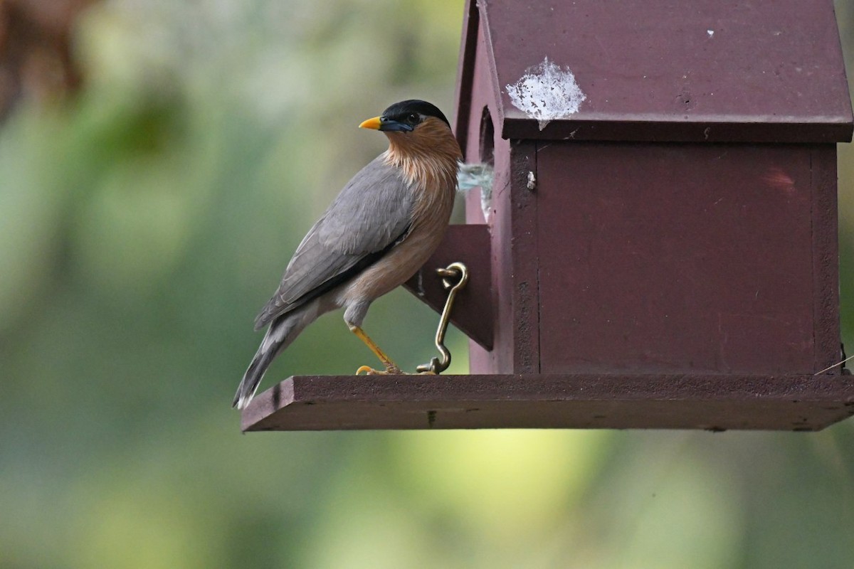 Brahminy Starling - Preethy Prasanth