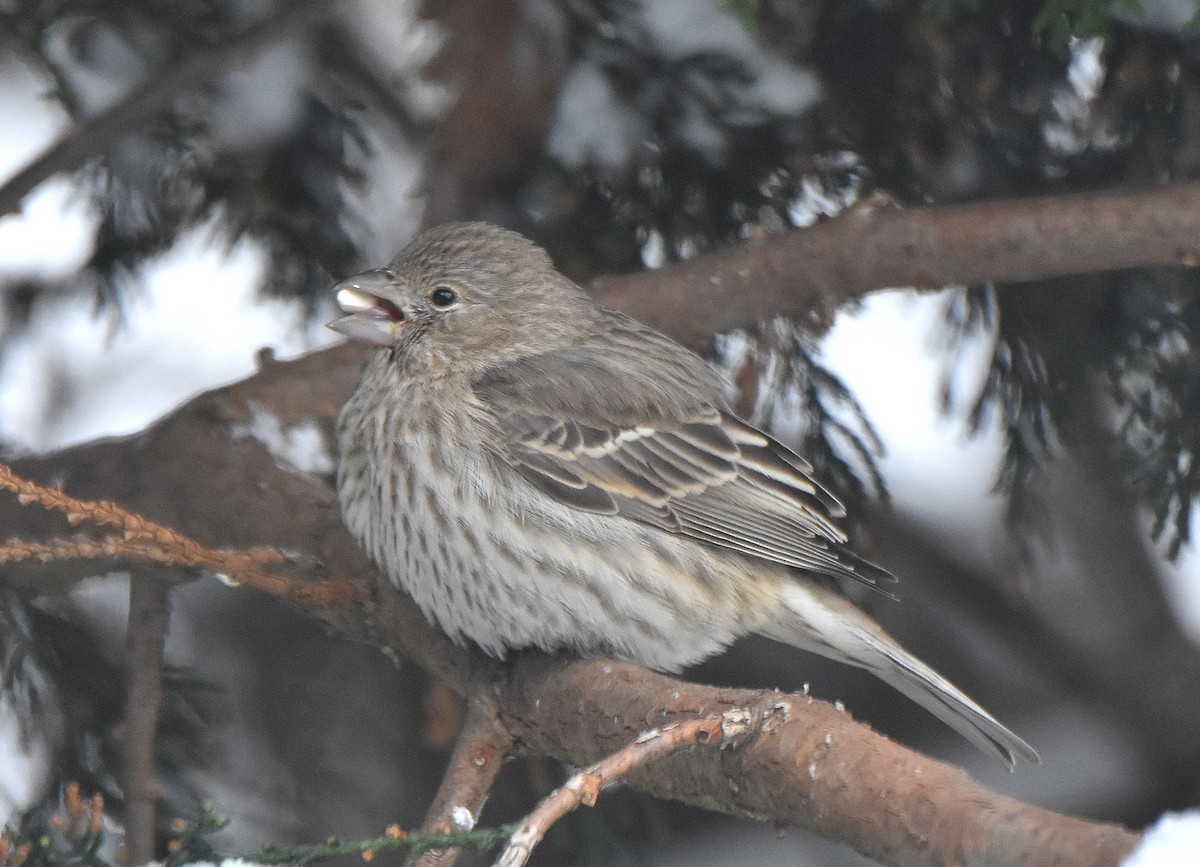 House Finch - ML139861461