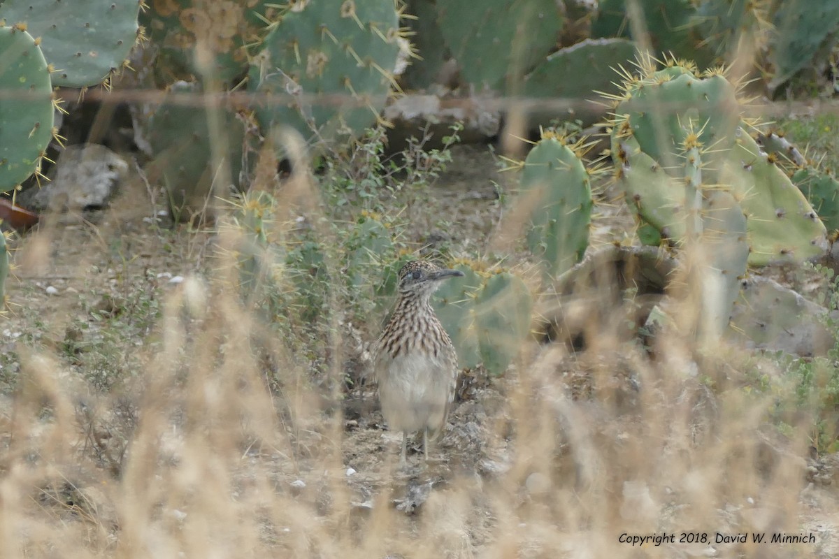 Greater Roadrunner - ML139862111