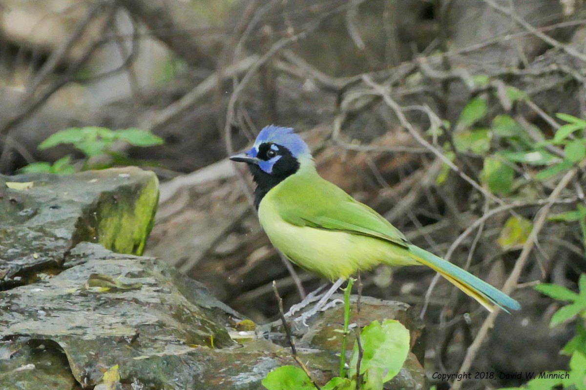 Green Jay - ML139862641