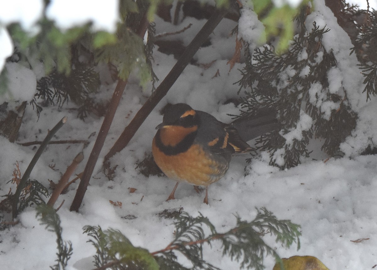 Varied Thrush - ML139862681