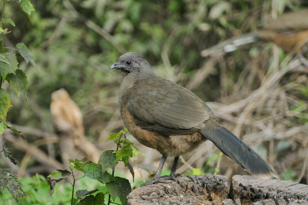 Plain Chachalaca - ML139862821