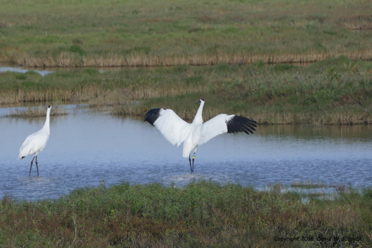 Whooping Crane - ML139863341