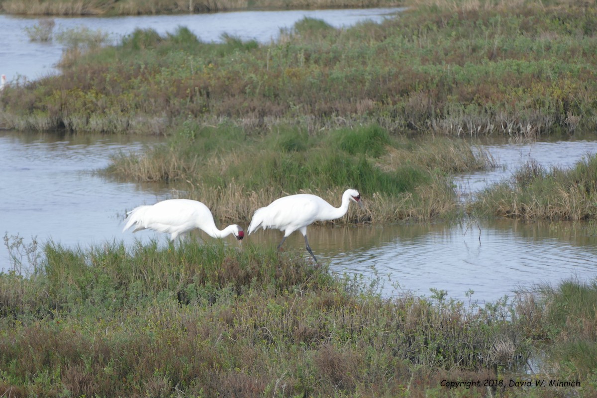 Whooping Crane - ML139863401