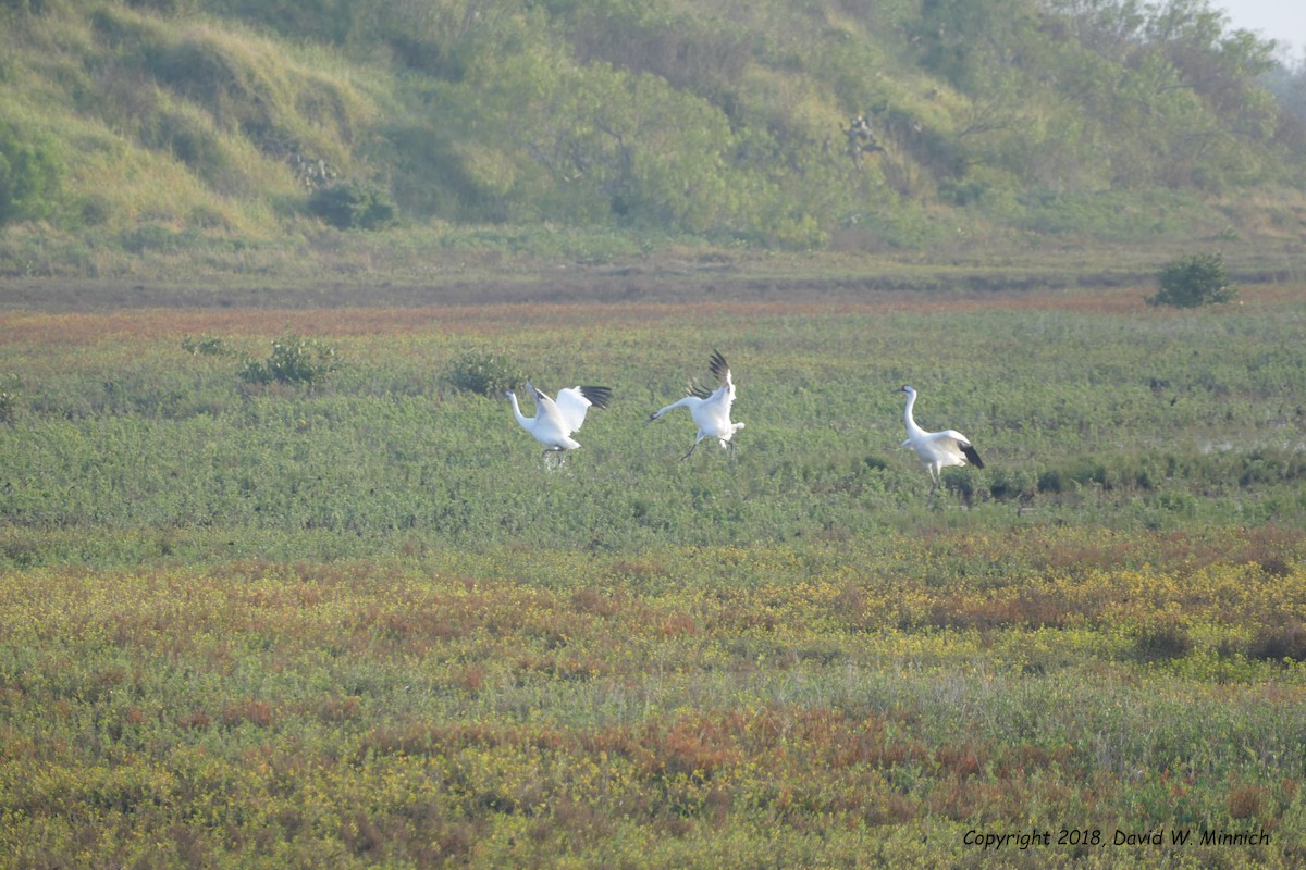 Whooping Crane - ML139863411