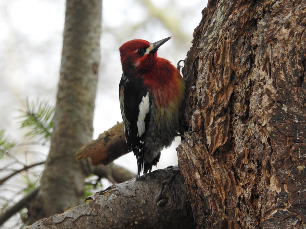 Red-breasted Sapsucker - ML139863641