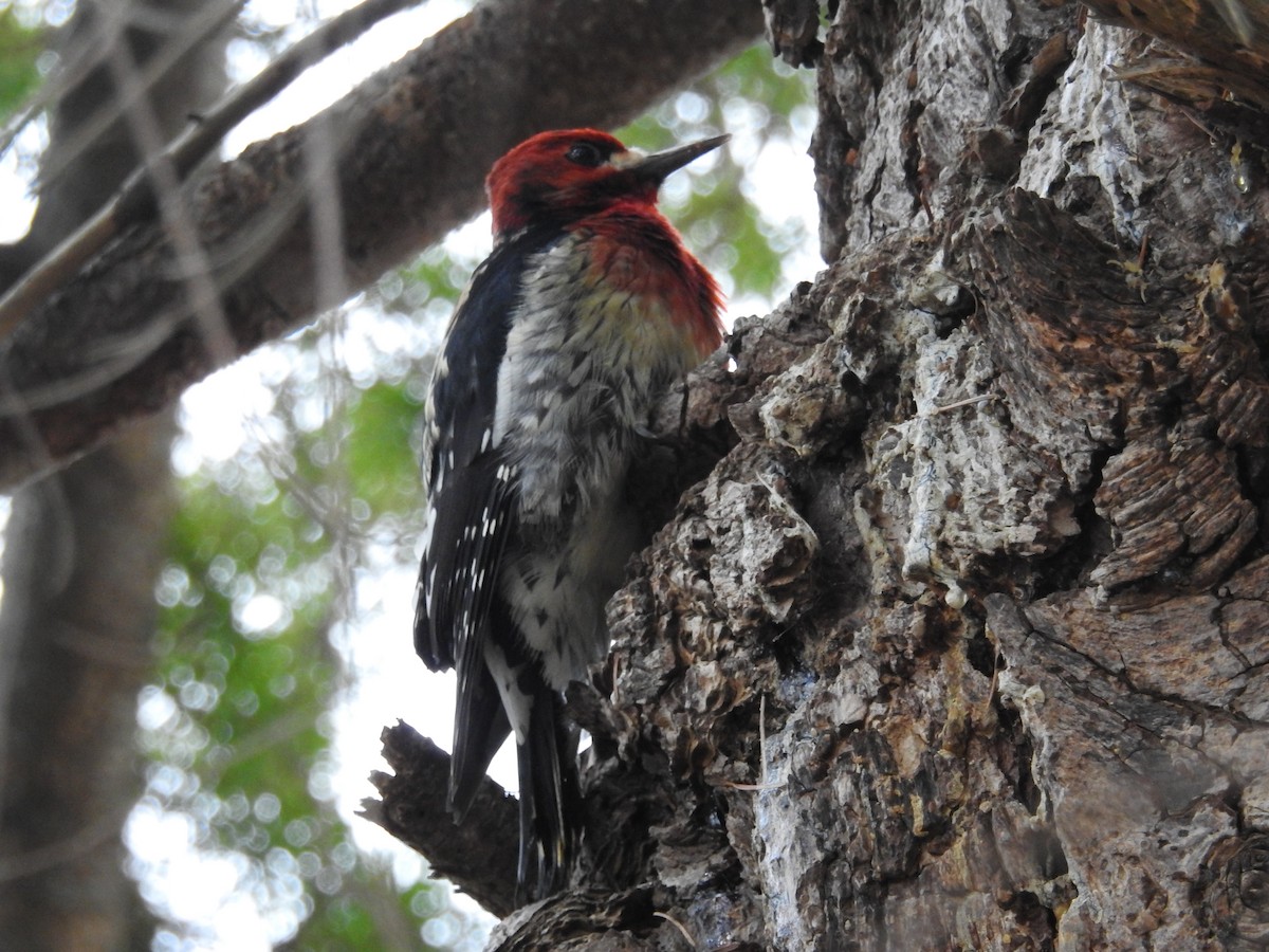 Red-breasted Sapsucker - ML139863661