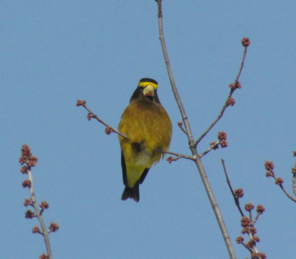 Evening Grosbeak - ML139863931