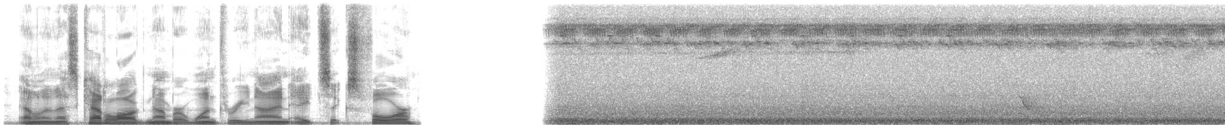 holub plachý - ML139864