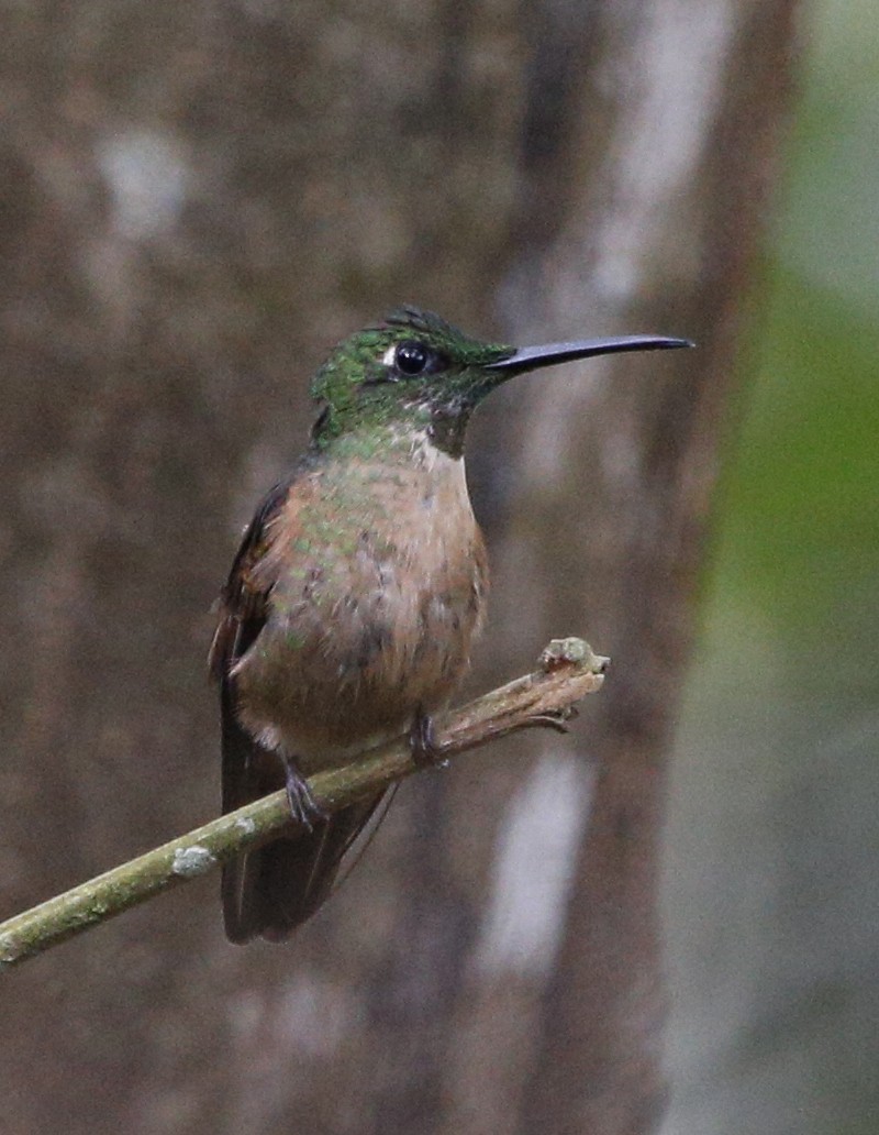 kolibřík hnědobřichý - ML139864501