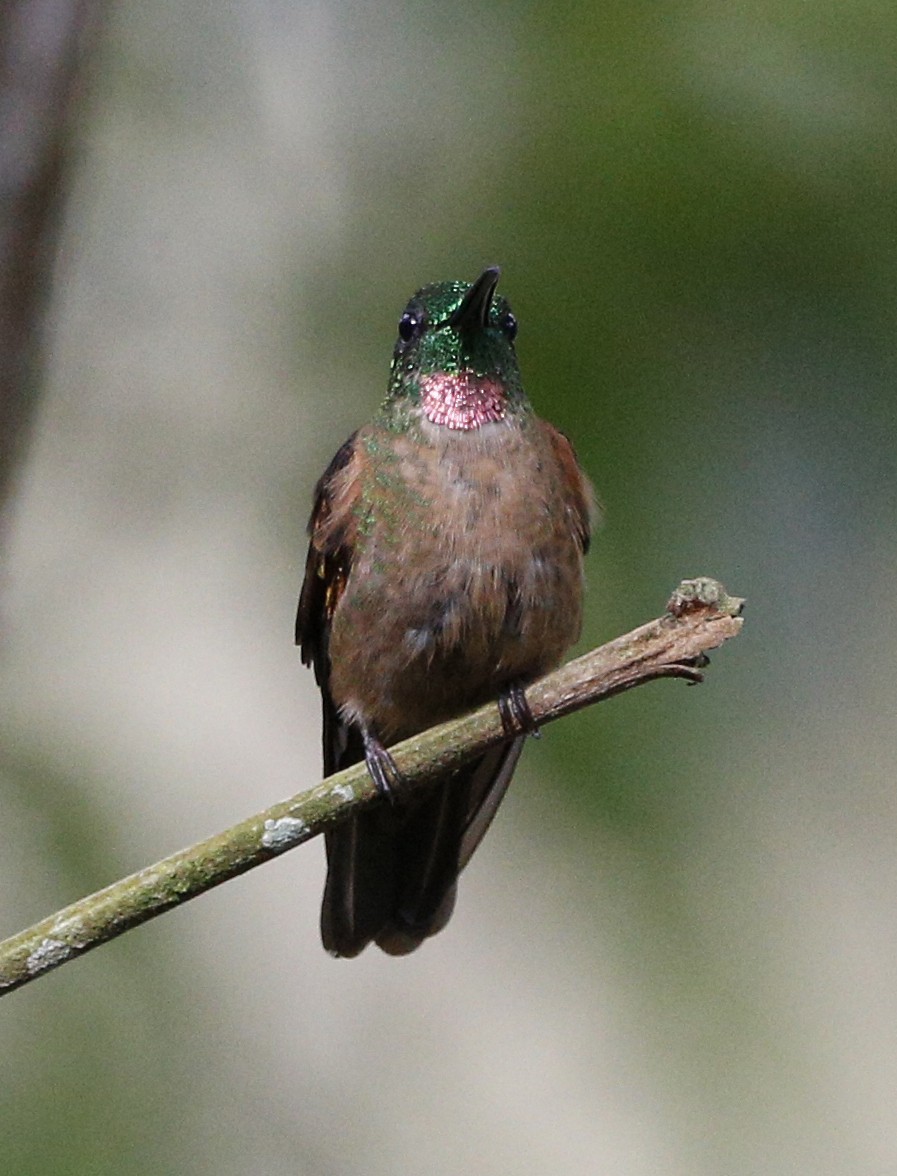 kolibřík hnědobřichý - ML139864511