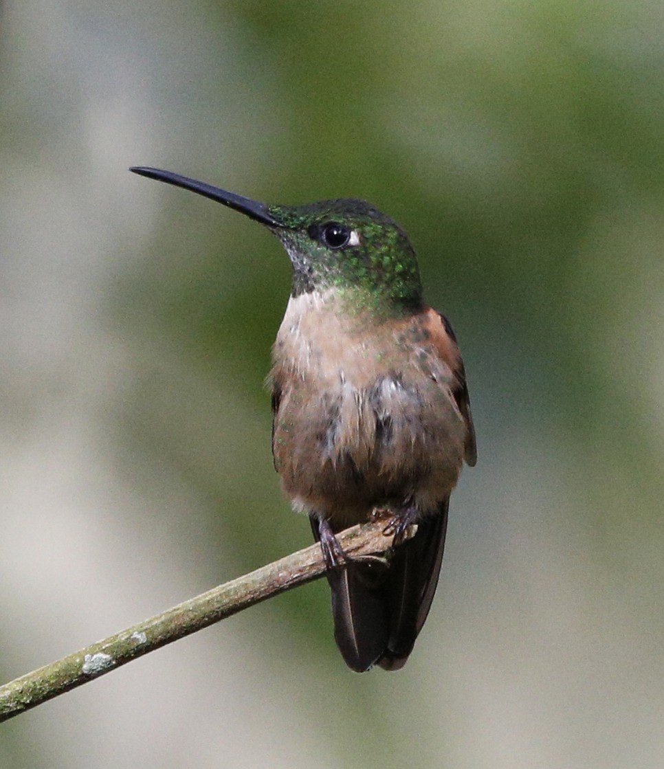 kolibřík hnědobřichý - ML139864521