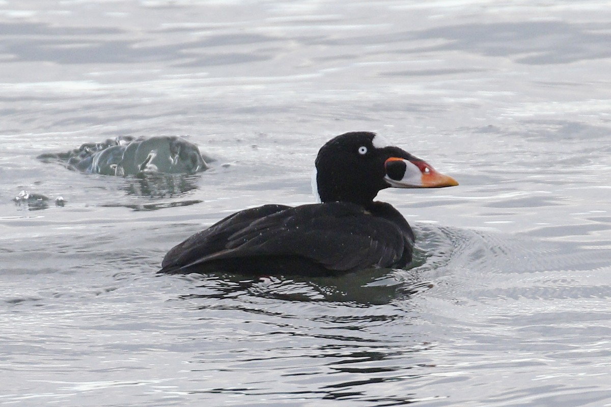 Surf Scoter - Donna Pomeroy