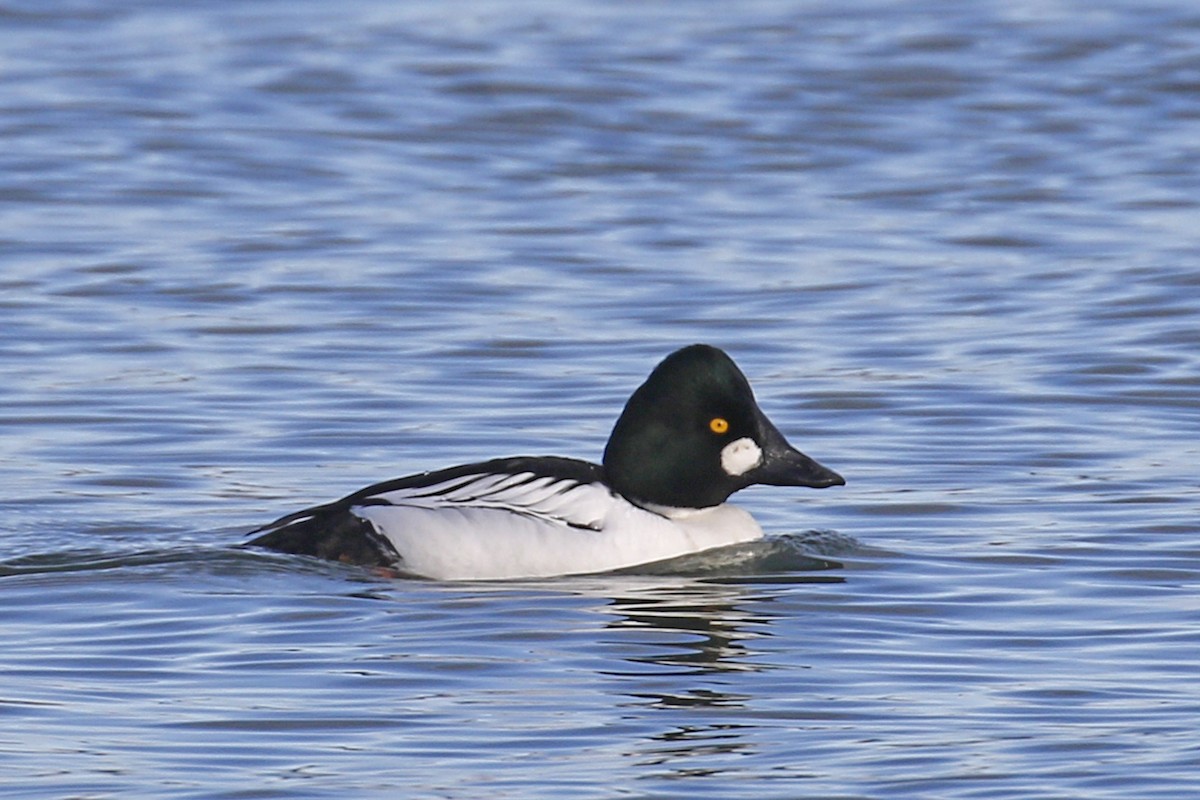 Common Goldeneye - Donna Pomeroy